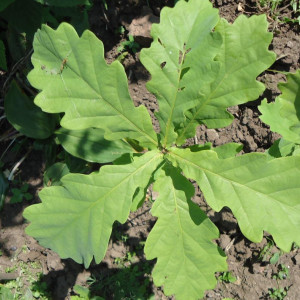 Саженцы Дуб Черешчатый до 20 см