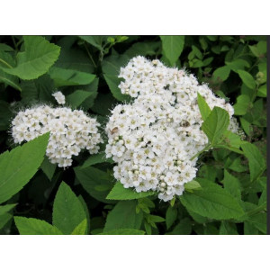 Саженцы Спирея гибридная Фрица