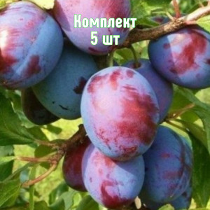 Саженцы Комплект 5шт / Слива Волжская красавица