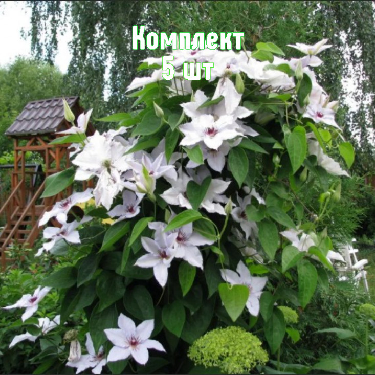 Комплект 5шт / Клематис Сноу Квин Комплект 5шт / Клематис Сноу Квин