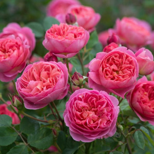 Саженцы Роза Леонардо Да Винчи (парковая)